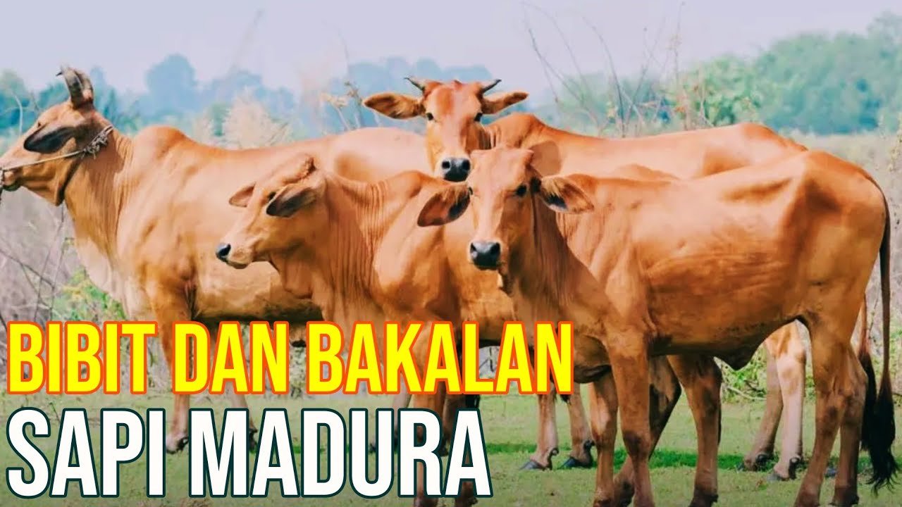 
                                 Bibit-Bakalan-Sapi-Bali-Dan-Madura